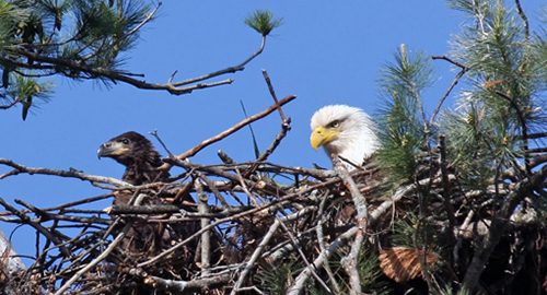 Bald Eagle Monitoring: Wildlife Project
