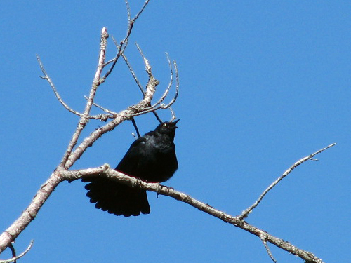 Rusty Blackbird