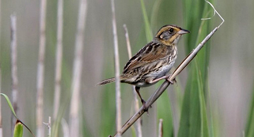 Hampton Seabrook Estuary Project