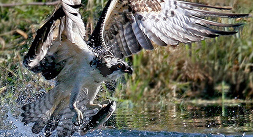 Osprey Monitoring Project