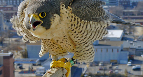 Peregrine Monitoring Project 