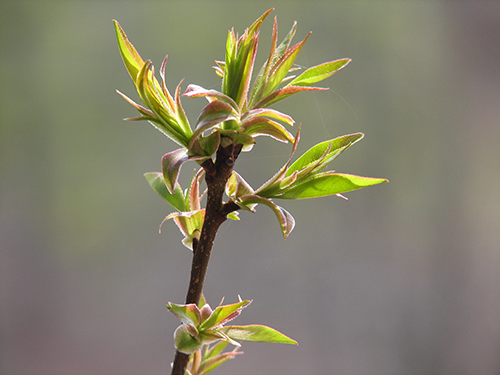 Phenological Monitoring Project