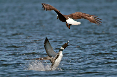 Bow Lake Loon and Eagle encounter on 6-15-13. Photo by Jon Winslow.