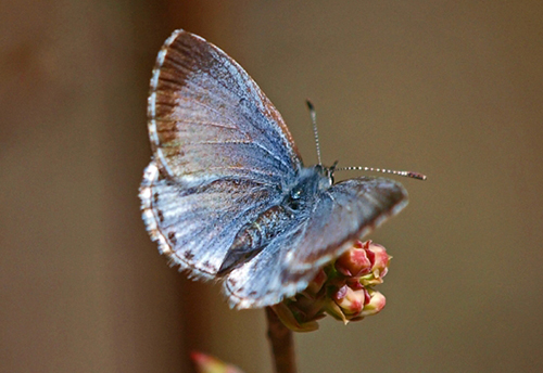 NH Butterfly Survey Project