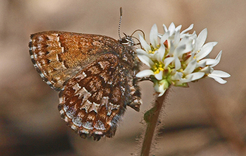 Pollinators and Pesticides Project Photo