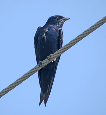 Purple Martin by Pam Hunt