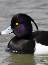 NH Audubon | Protecting New Hampshire's natural environment for