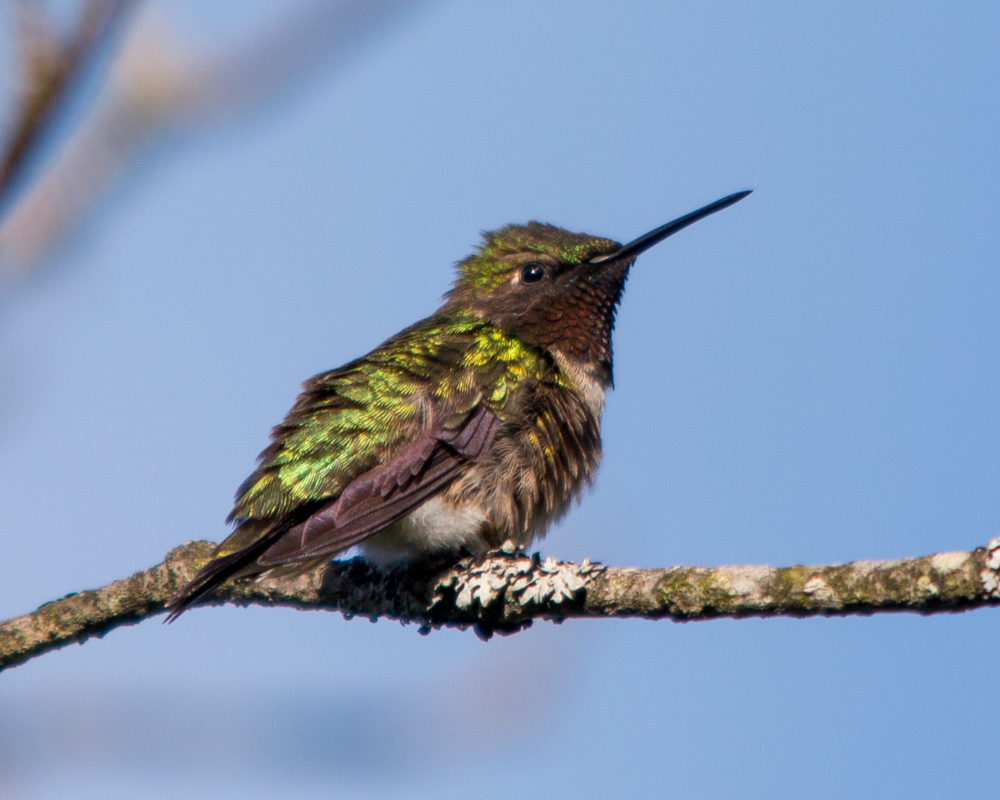 New Hampshire Audubon’s Rare Bird Alert for Monday, October 12th, 2020