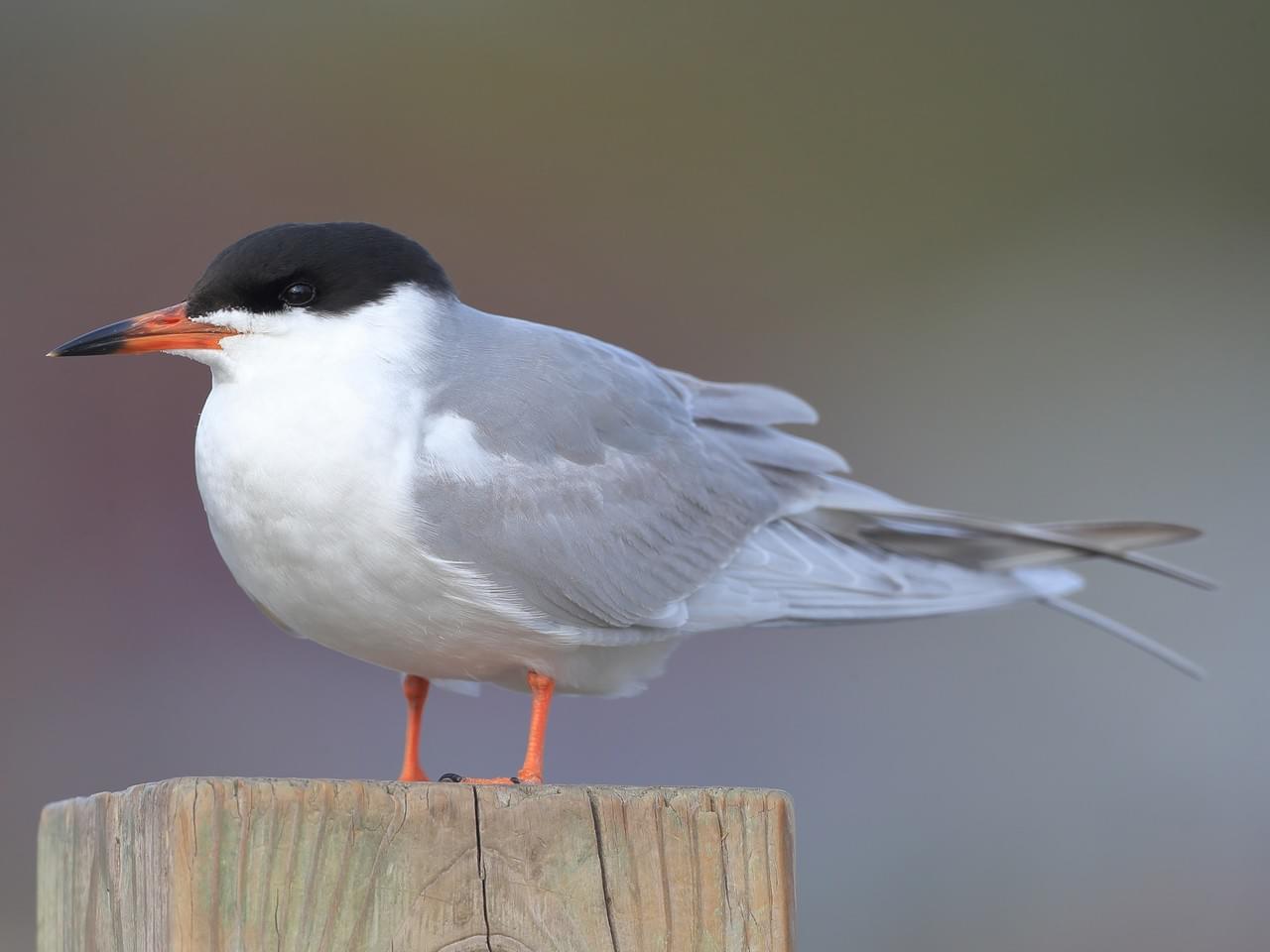 This is New Hampshire Audubon’s Rare Bird Alert for Monday, July 20th