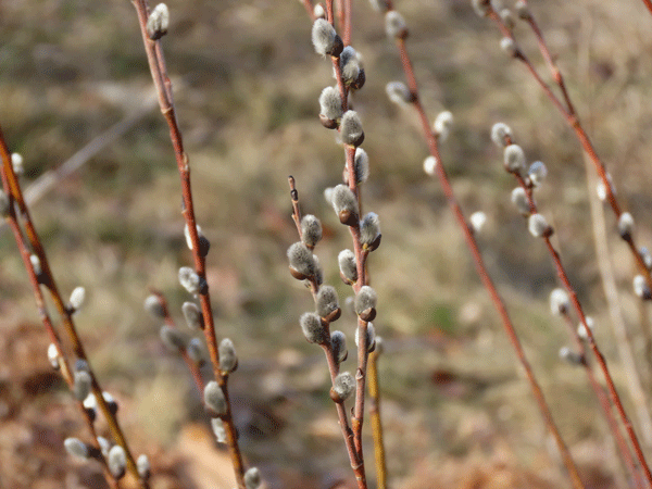American Pussy Willow Tree