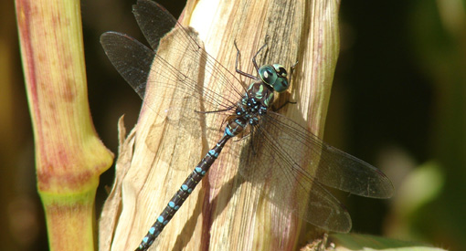 New Hampshire Dragonfly Survey