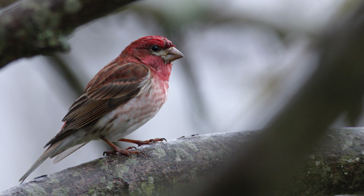 State of the Birds: Wildlife Project