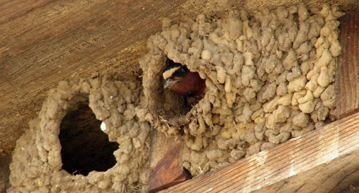 Swallow CORE: Wildlife Project