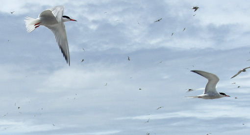 Tern Restoration Project 