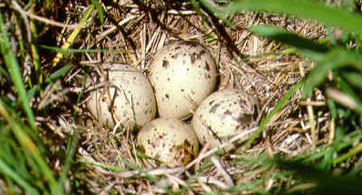 Upland Sandpipers: Wildlife Project