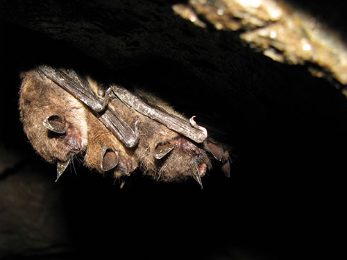 Little brown bats. Photo by Susi vonOettingen of USFWS