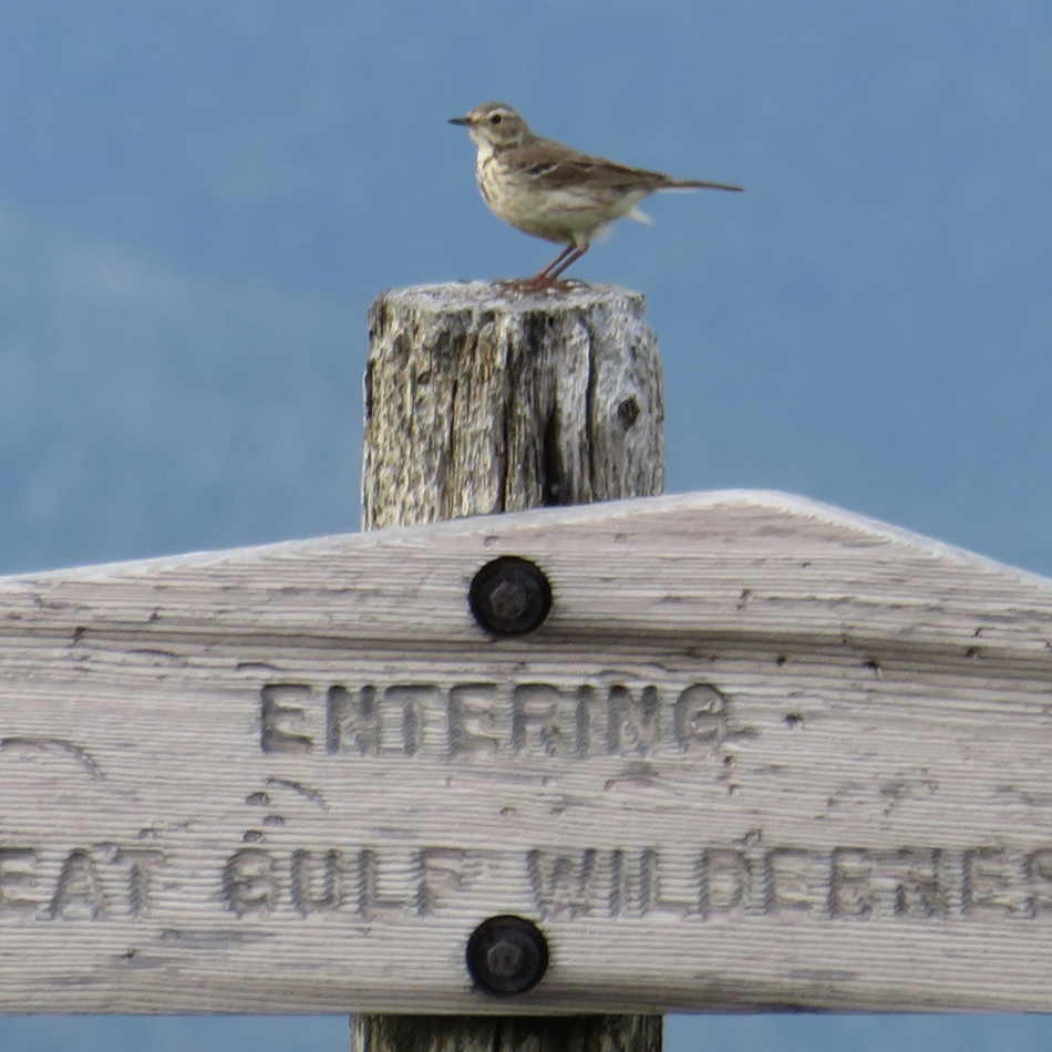 Rare Bird Alerts - NH Audubon
