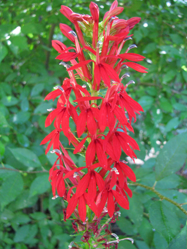 Native Plant Sale Continues Until Sept. 6 NH Audubon