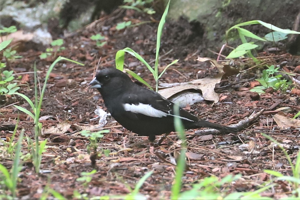 This is New Hampshire Audubon's Rare Bird Alert for Monday, July 26th