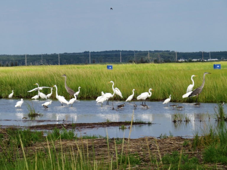 Coastal Shorebirds - NH Audubon