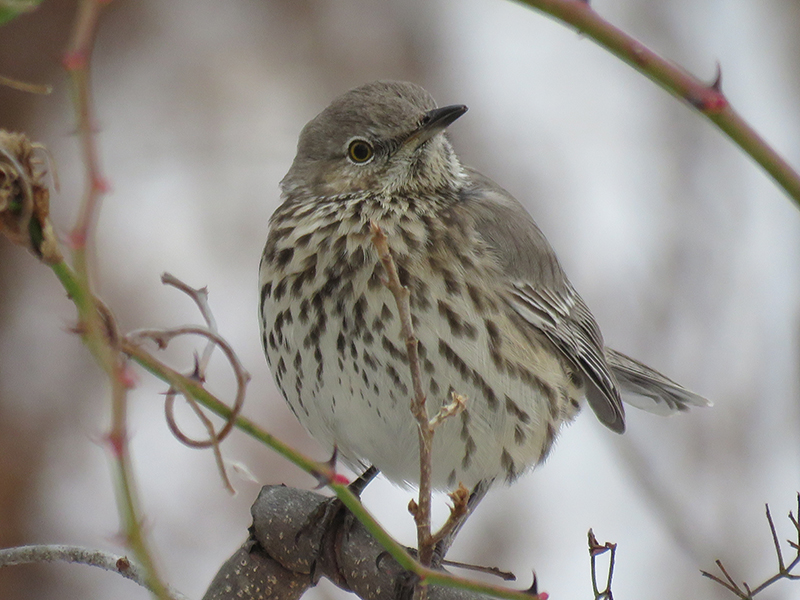 New Hampshire Audubon's Rare Bird Alert for Monday, February 8, 2021