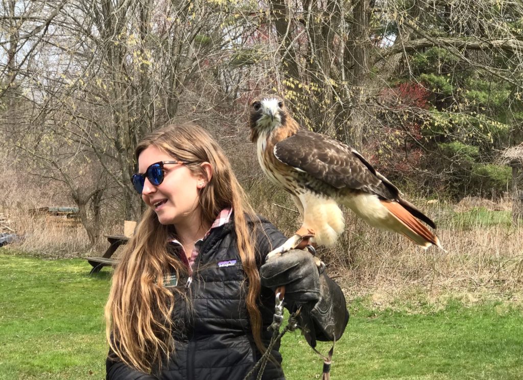 Shelby gives a talk on our resident Red-tailed Hawk