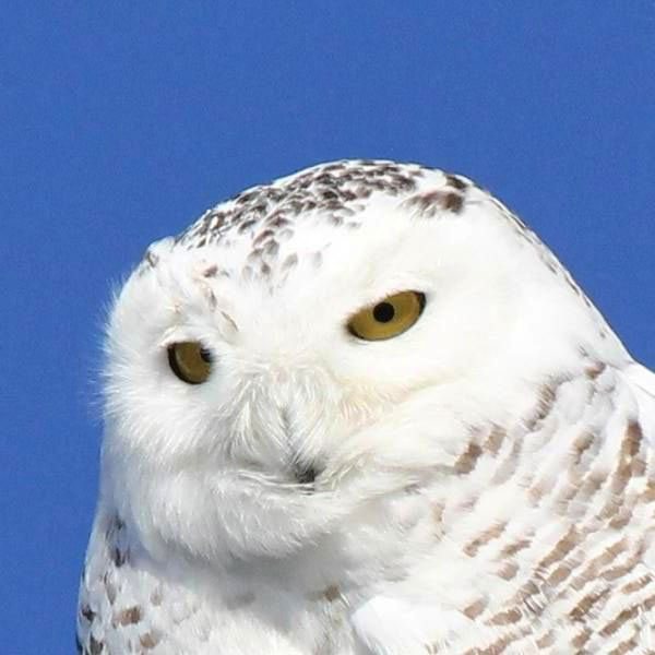 New Hampshire Audubon's Rare Bird Alert for Monday, February 1st, 2021