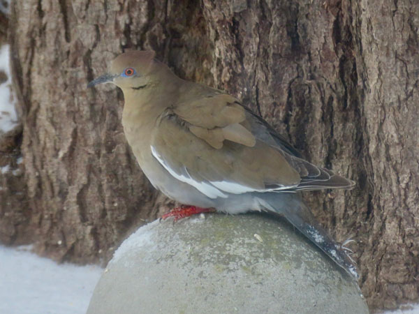 Rare Bird Alerts - NH Audubon