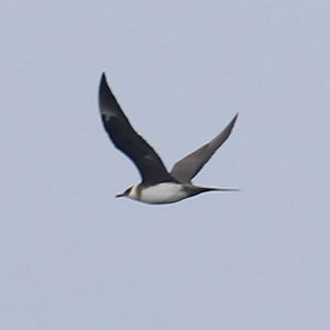 Parasitic Jaeger by Steve Mirick, 6-2-19, Rye, NH