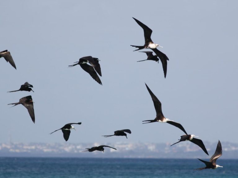 Rare Bird Alerts - NH Audubon