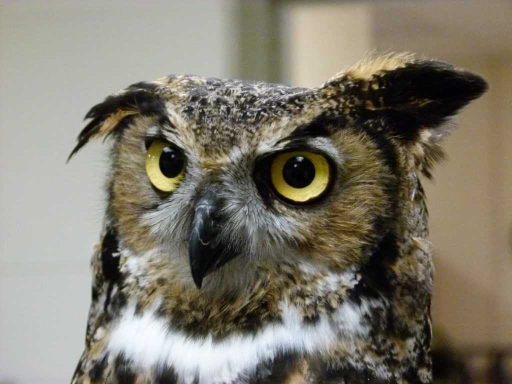 Owls of New Hampshire live animal program NH Audubon