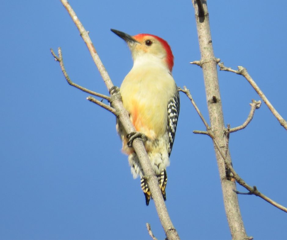 Bird of the Month: Red-bellied Woodpecker - NH Audubon