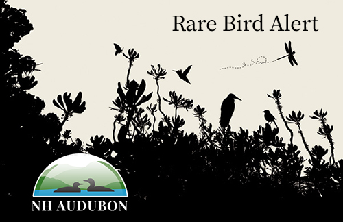 Rare Bird Alerts - NH Audubon